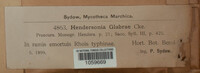 Hendersonia glabrae image
